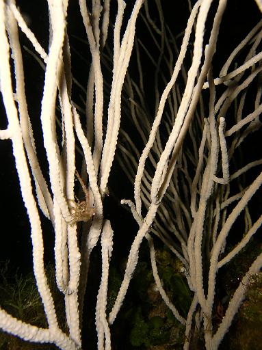 Gorgone blanche et Galathée.JPG
